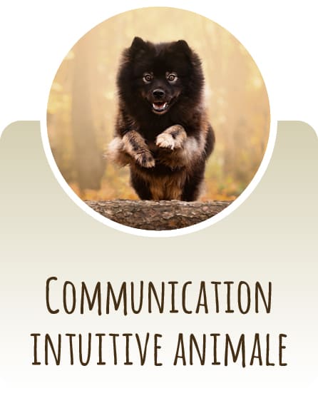 Communication intuitive animale