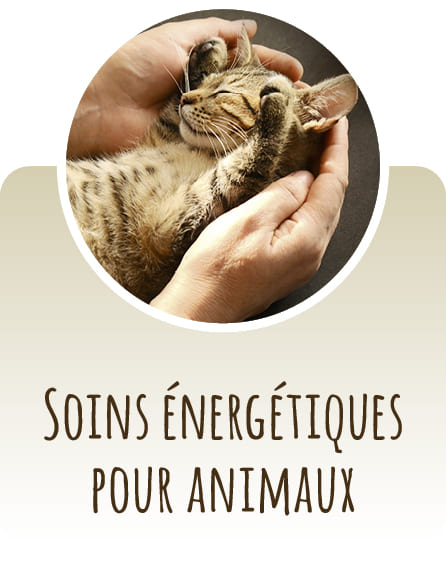 Soins énergétiques pour animaux